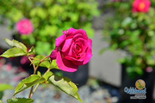 Light Years Away - Weeks Rose