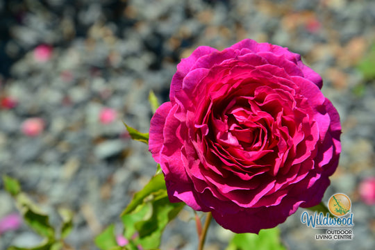 Light Years Away - Weeks Rose