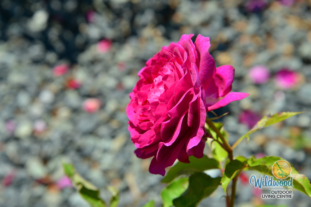Light Years Away - Weeks Rose