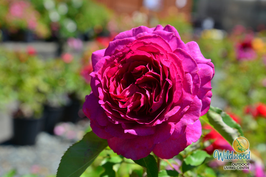 Light Years Away - Weeks Rose