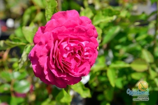 Light Years Away - Weeks Rose