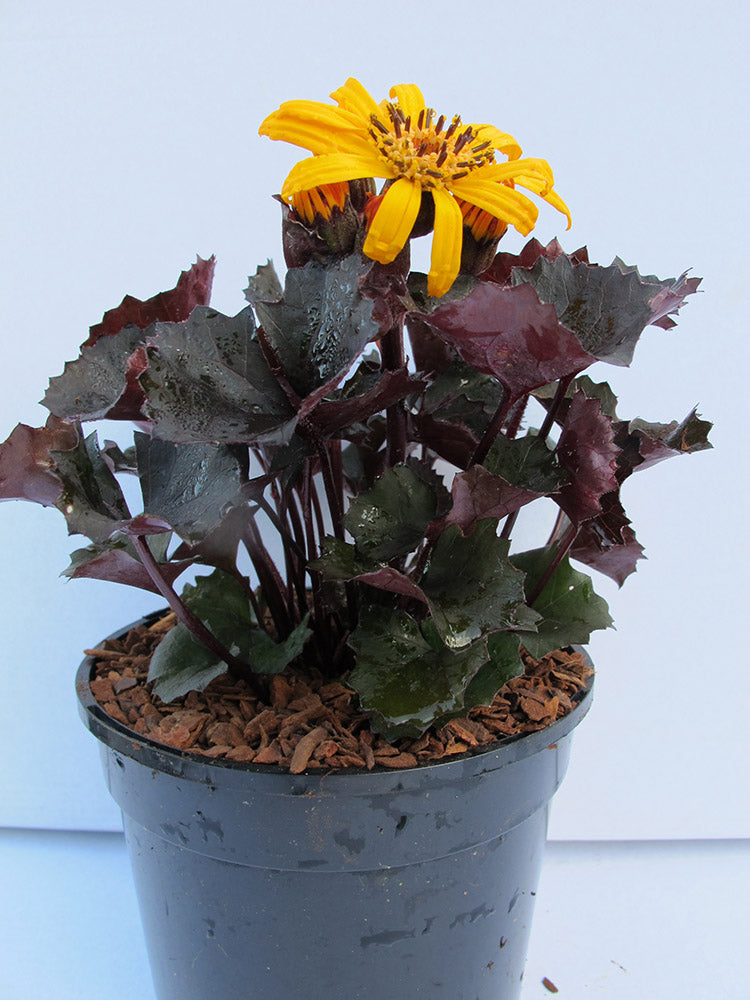 Ligularia - Pandora, 1 Pack
