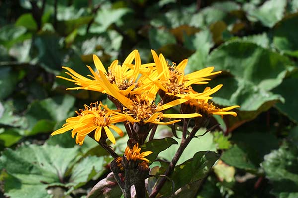 Ligularia - Othello, 1 Pack