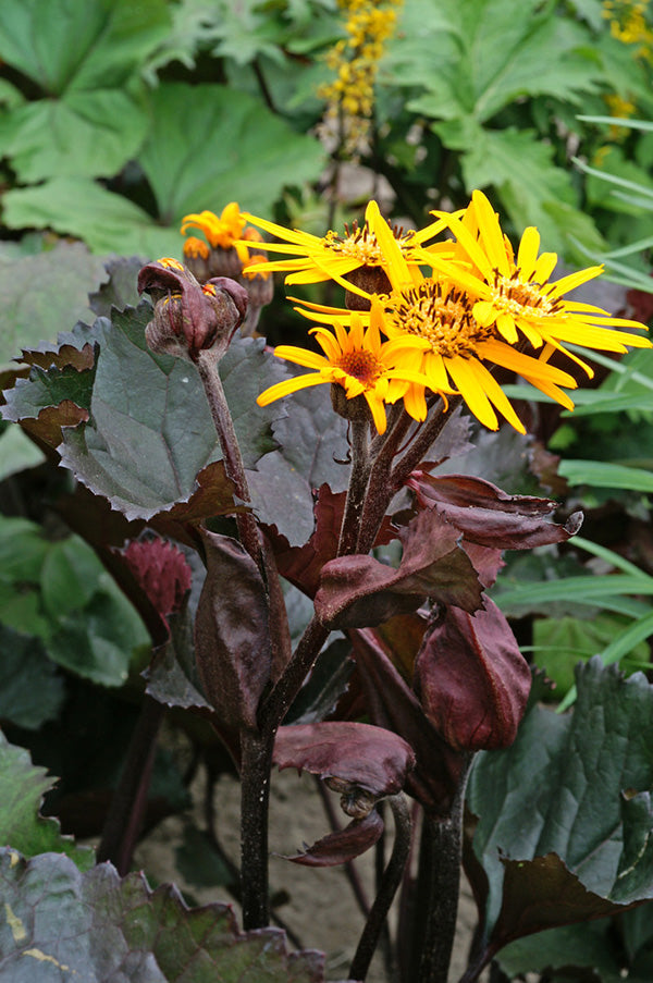 Ligularia - Britt-Marie Crawford, 1 Pack