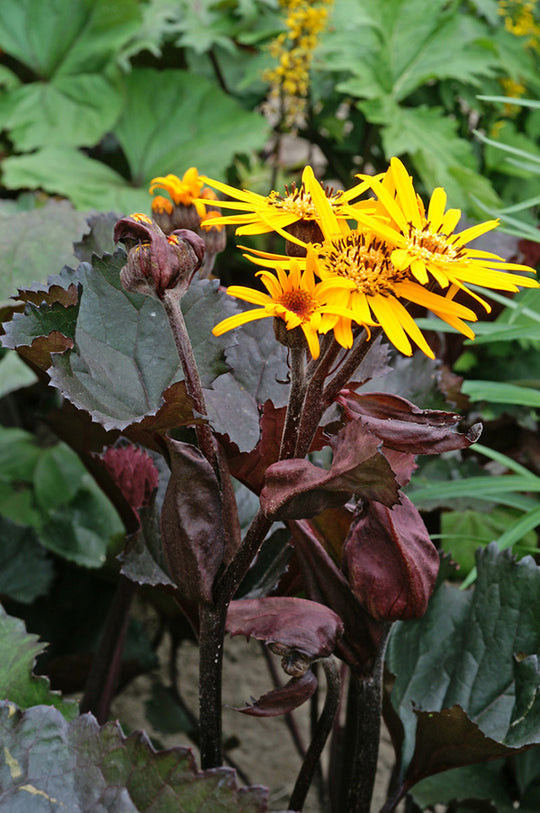 Ligularia - Britt-Marie Crawford, 1 Pack