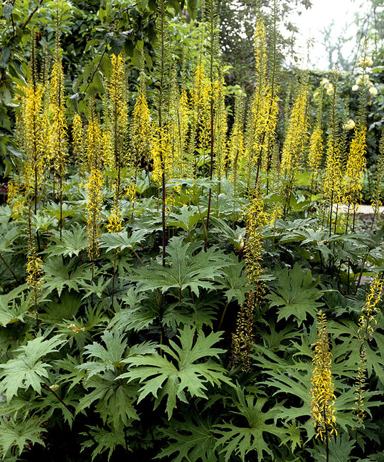 Ligularia - Przewalskii, 1 Pack