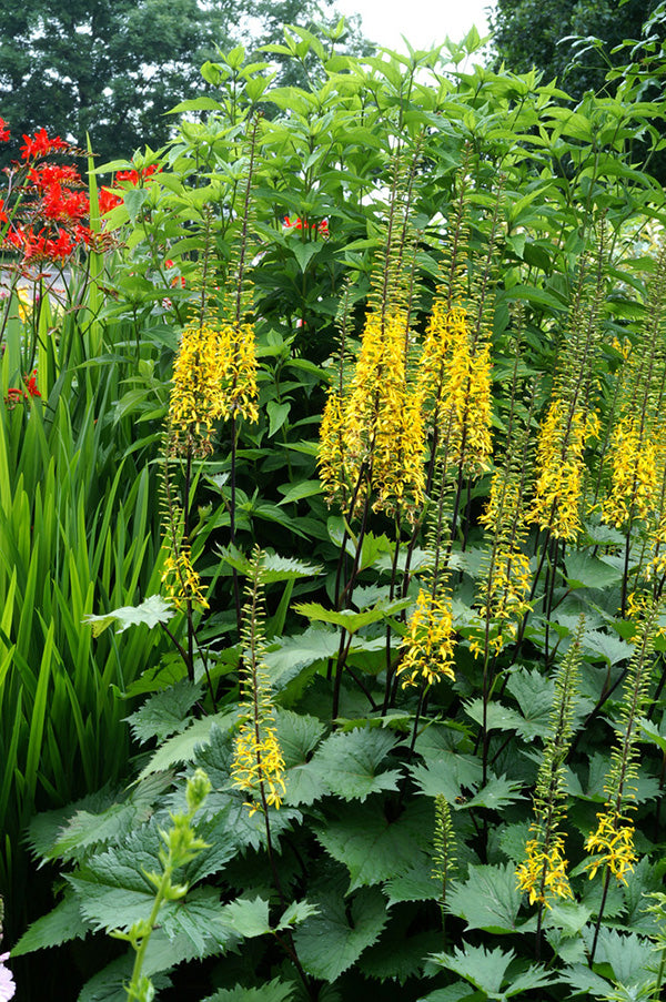 Ligularia - The Rocket, 1 Pack