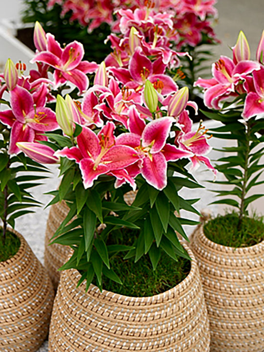 Lily, Patio Oriental - After Eight