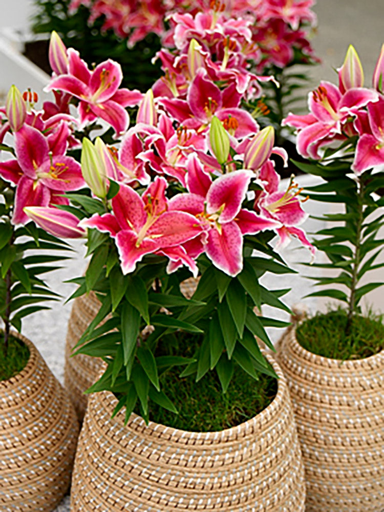 asiatic lily outdoor Patio Oriental Lily | After Eight