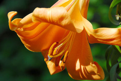 Lily, Trumpet - African Queen