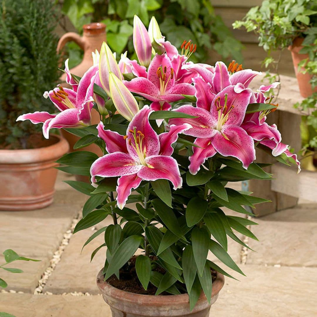 asiatic lily outdoor Patio Oriental Lily | After Eight