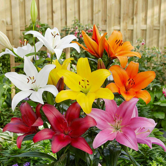 Lily, Asiatic - Mix, BONUS 10 Pack