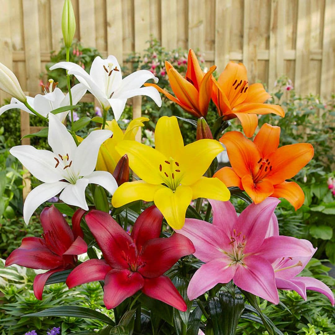 lily asiatic blend Asiatic Lily Mix | Bonus Pack