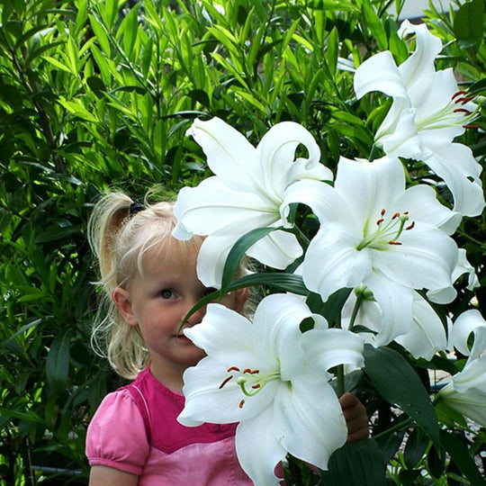 Lily, Oriental - Casablanca