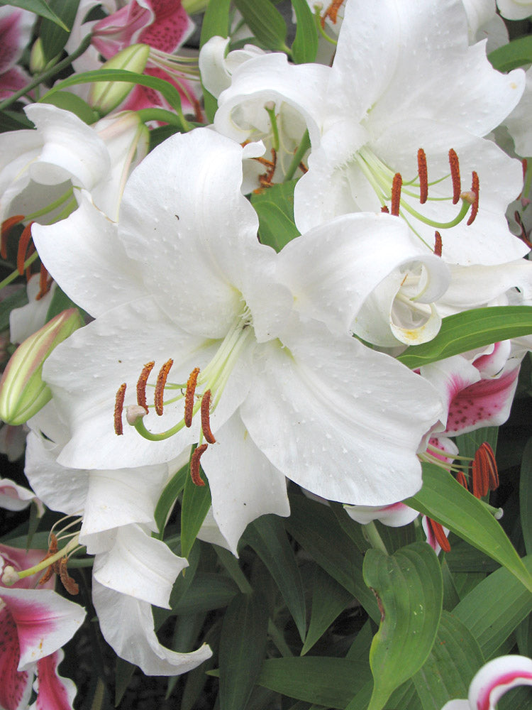Lily, Oriental - Casablanca, BONUS 3 Pack
