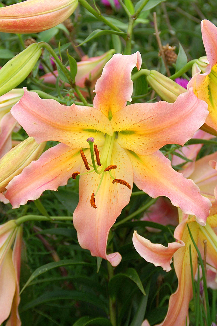 Lily, Oriental x Trumpet - Elusive