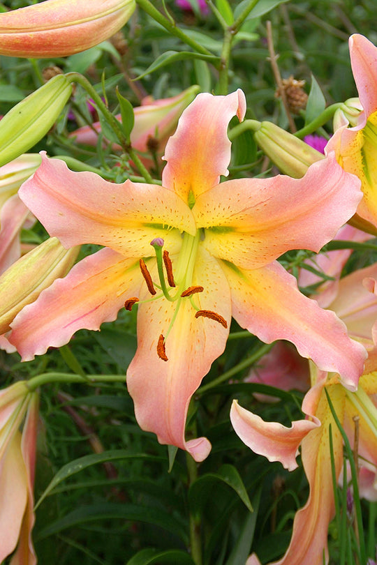 Lily, Oriental x Trumpet - Elusive