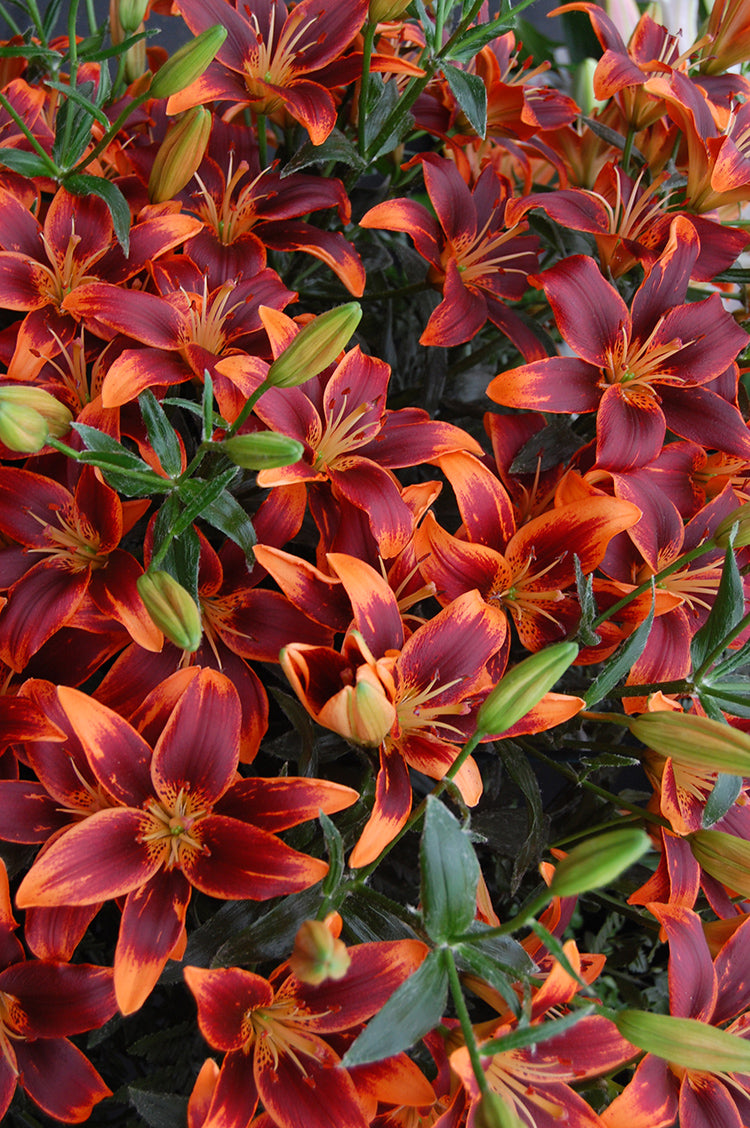 lilium 'forever susan' asiatic lily bulbs Asiatic Lily | Forever Susan