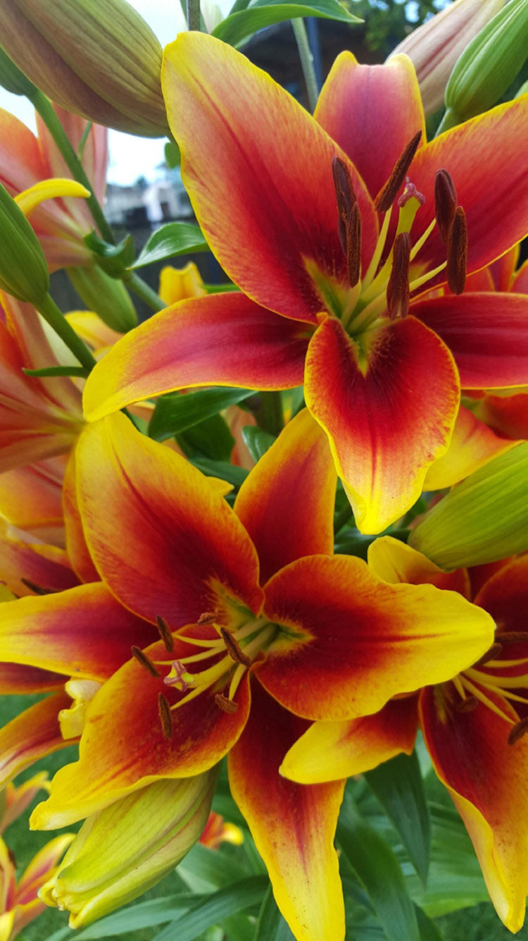 Lily, Oriental x Asiatic - Kaveri