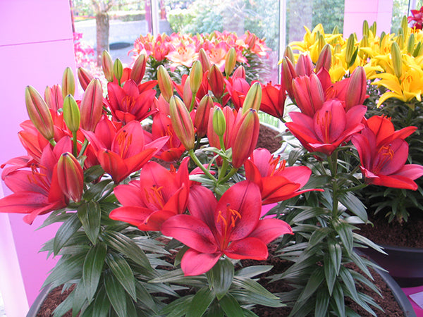 Lily, Patio Asiatic - Tiny Rocket, 3 Pack