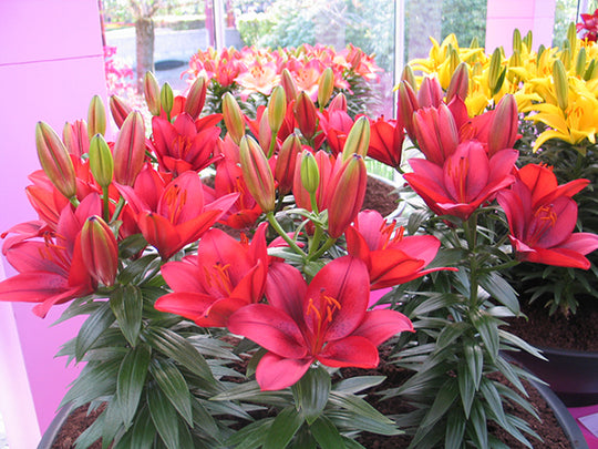 Lily, Patio Asiatic - Tiny Rocket, 3 Pack