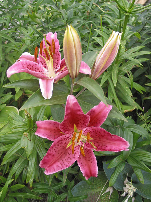 Lily, Oriental - Stargazer