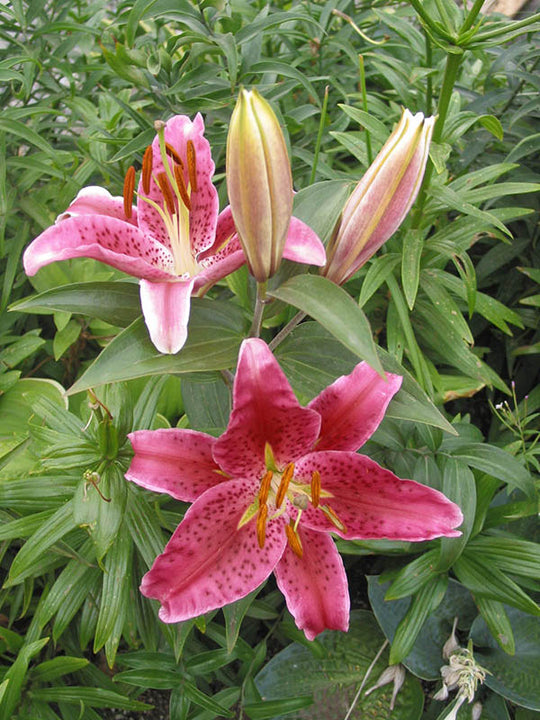 Lily, Oriental - Stargazer