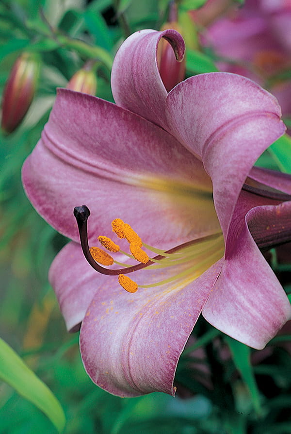 Lily, Trumpet - Pink Perfection