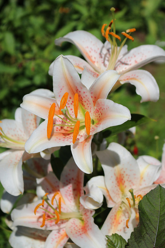 Lily, Oriental - Salmon Stargazer