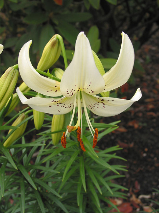 Lily, Tiger - Sweet Surrender