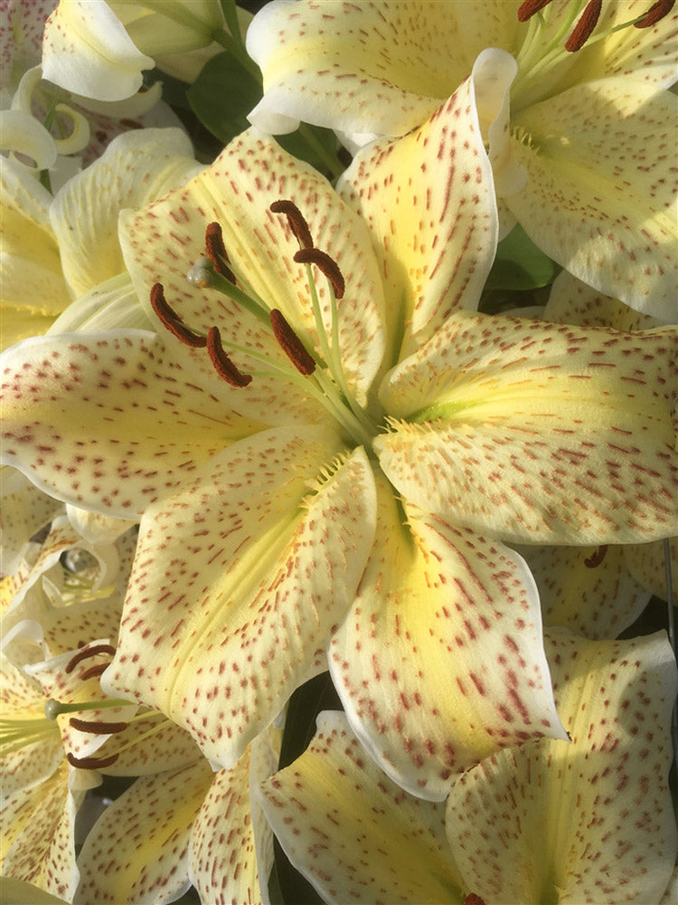 oriental lily tiger woods Oriental Lily | Tiger Moon
