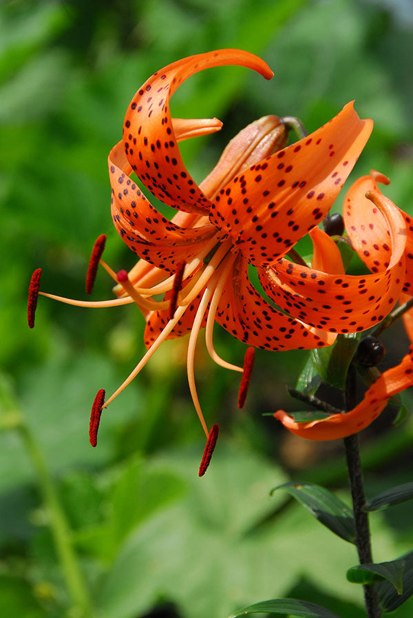 Lily, Tiger - Tigrinum Splendens