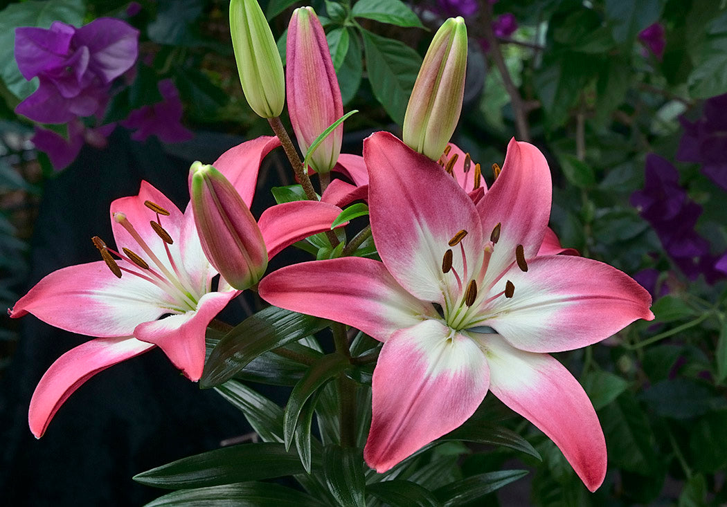 tiny diamond asiatic lily deer resistant Patio Asiatic Lily | Tiny Diamond