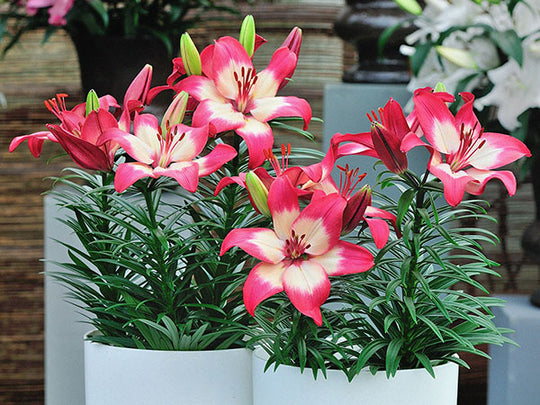 Lily, Patio Asiatic - Tiny Diamond, 3 Pack