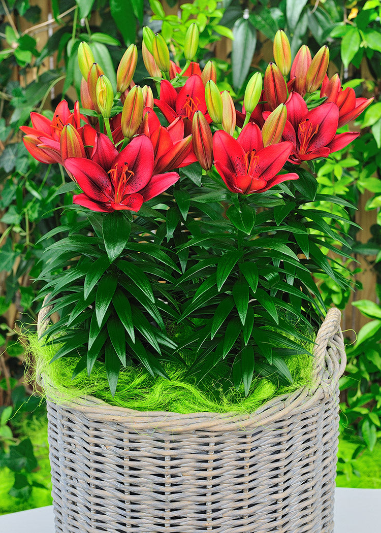 rocket lily flower Lily Patio Asiatic | Tiny Rocket