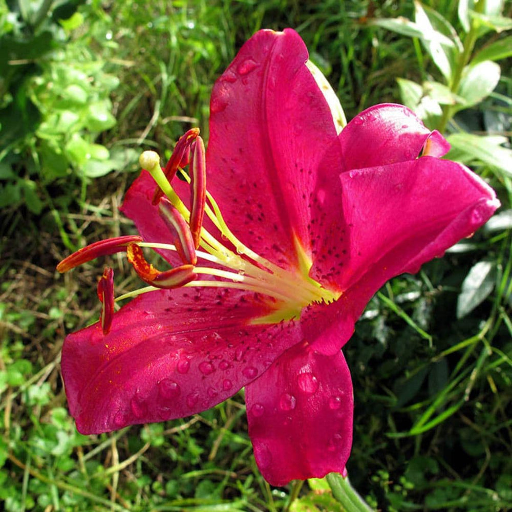 Lily, Oriental x Trumpet - Touchstone