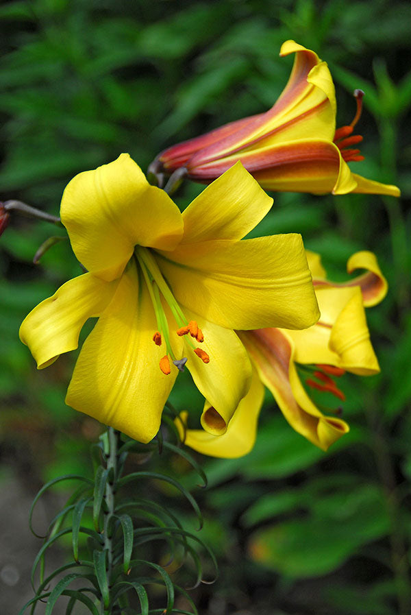Lily, Trumpet - Golden Splendour
