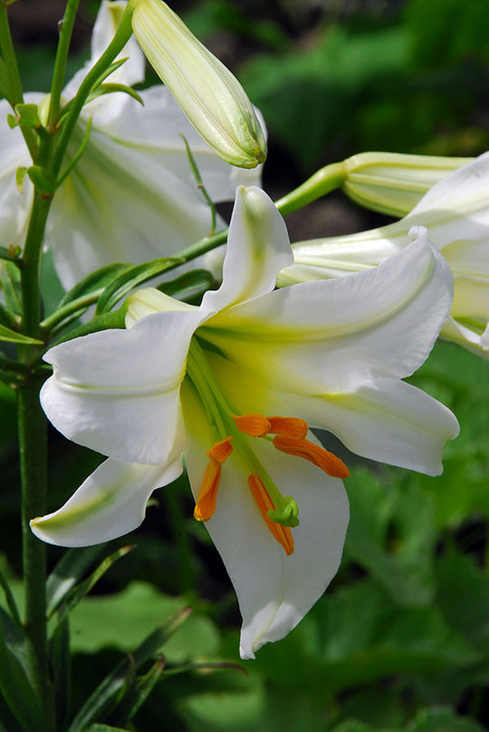 Lily, Trumpet - Regale