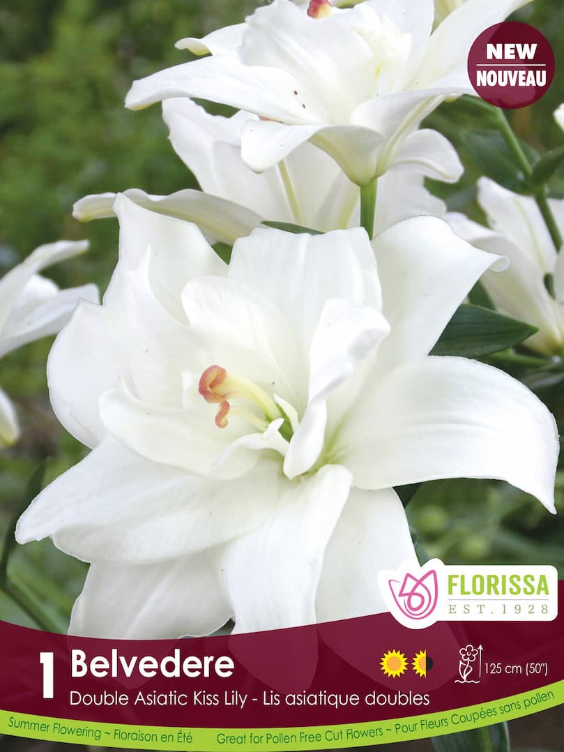 Double Kiss Lily | Belvedere | Spring Planting Bulb – Wildwood Outdoor ...