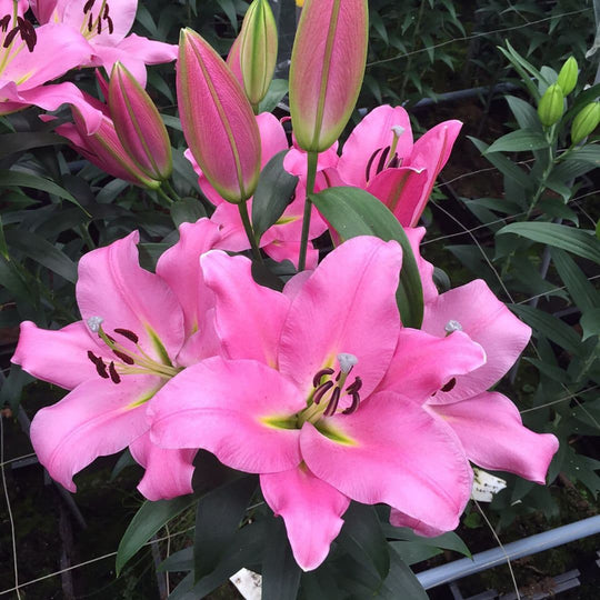 Lily, Oriental x Trumpet - Graceful