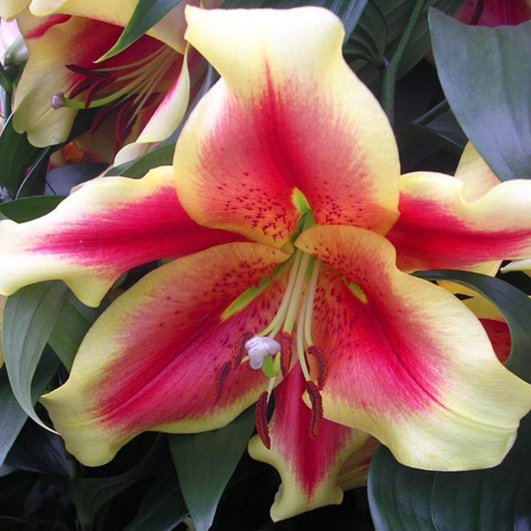 Hybrid Lilies – Wildwood Outdoor Living