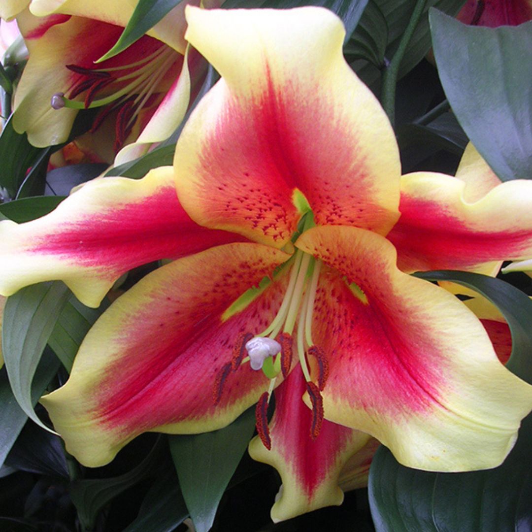Lily, Oriental x Trumpet - African Lady