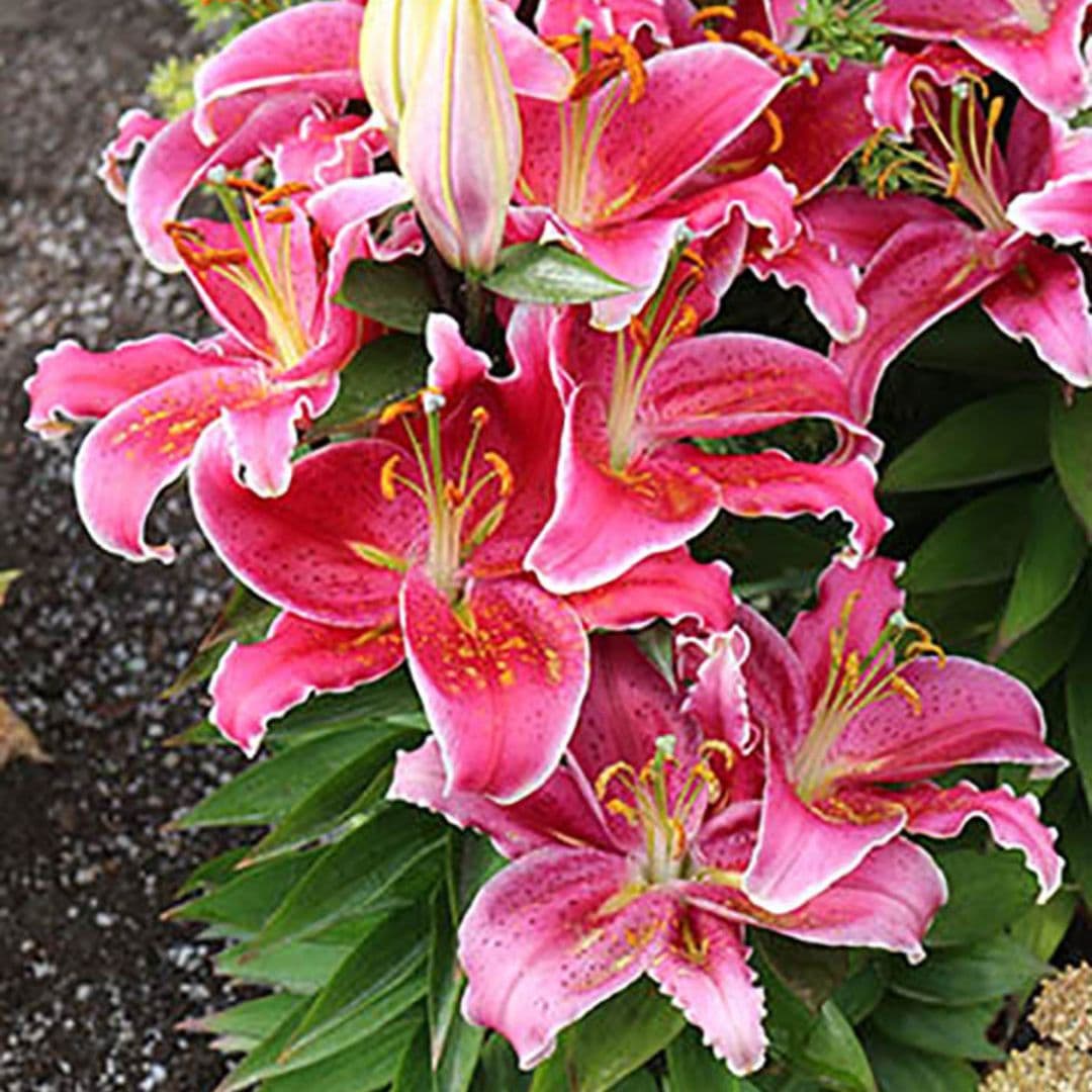 Lily, Oriental - Stargazer - BONUS 5 Pack