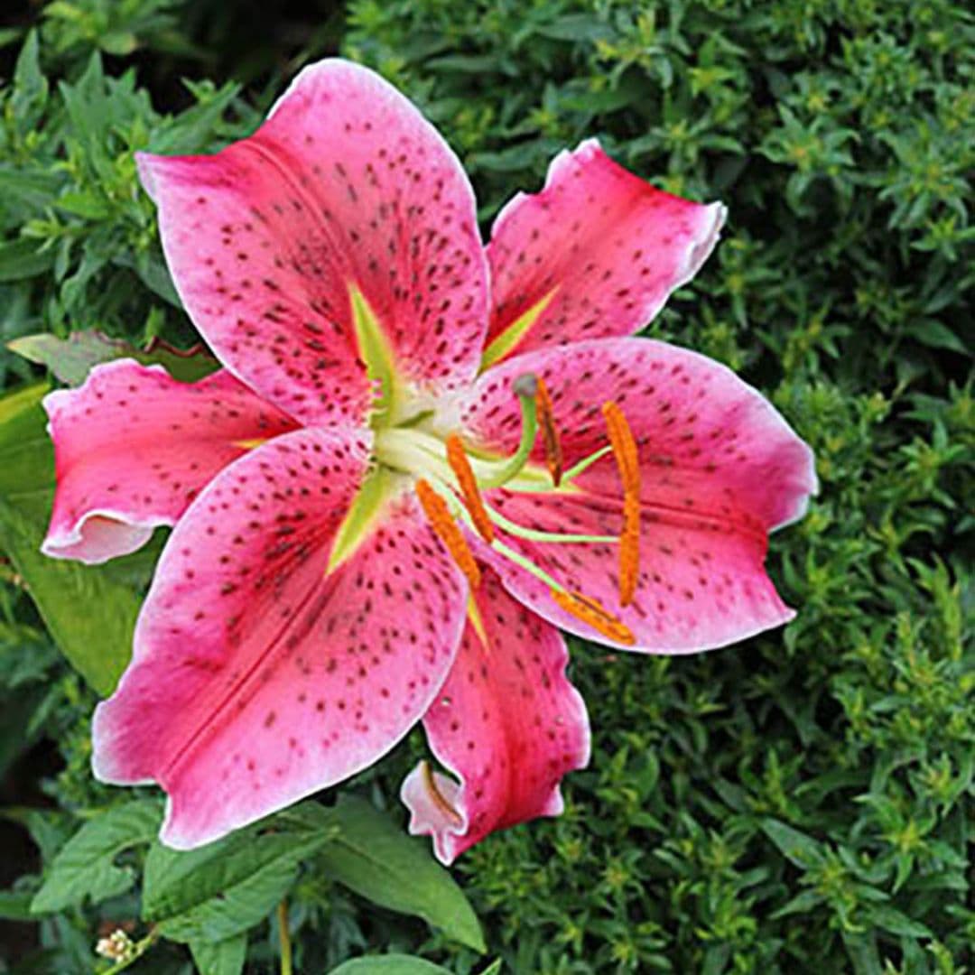 Lily, Oriental - Stargazer - BONUS 5 Pack