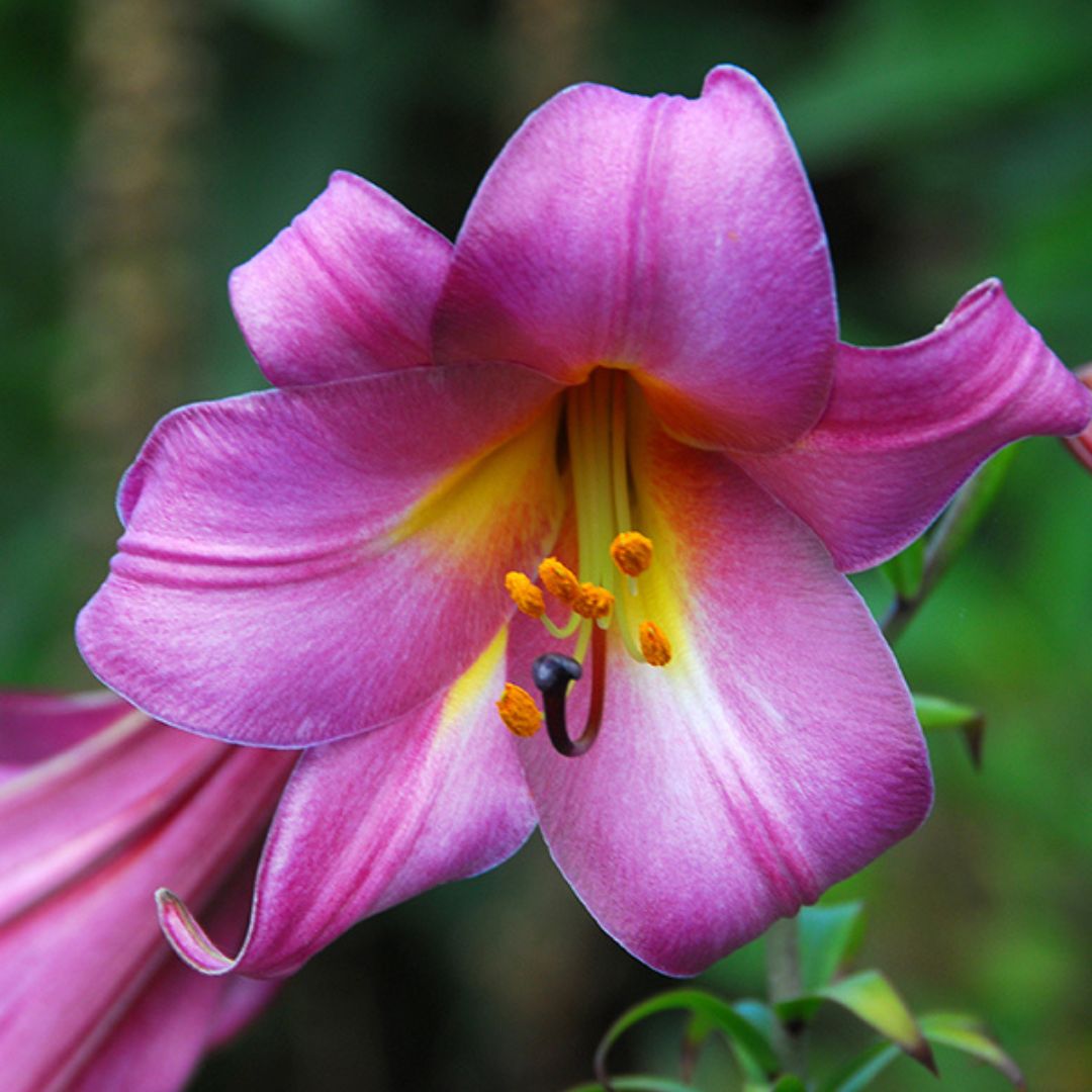 Lily, Trumpet - Pink Perfection