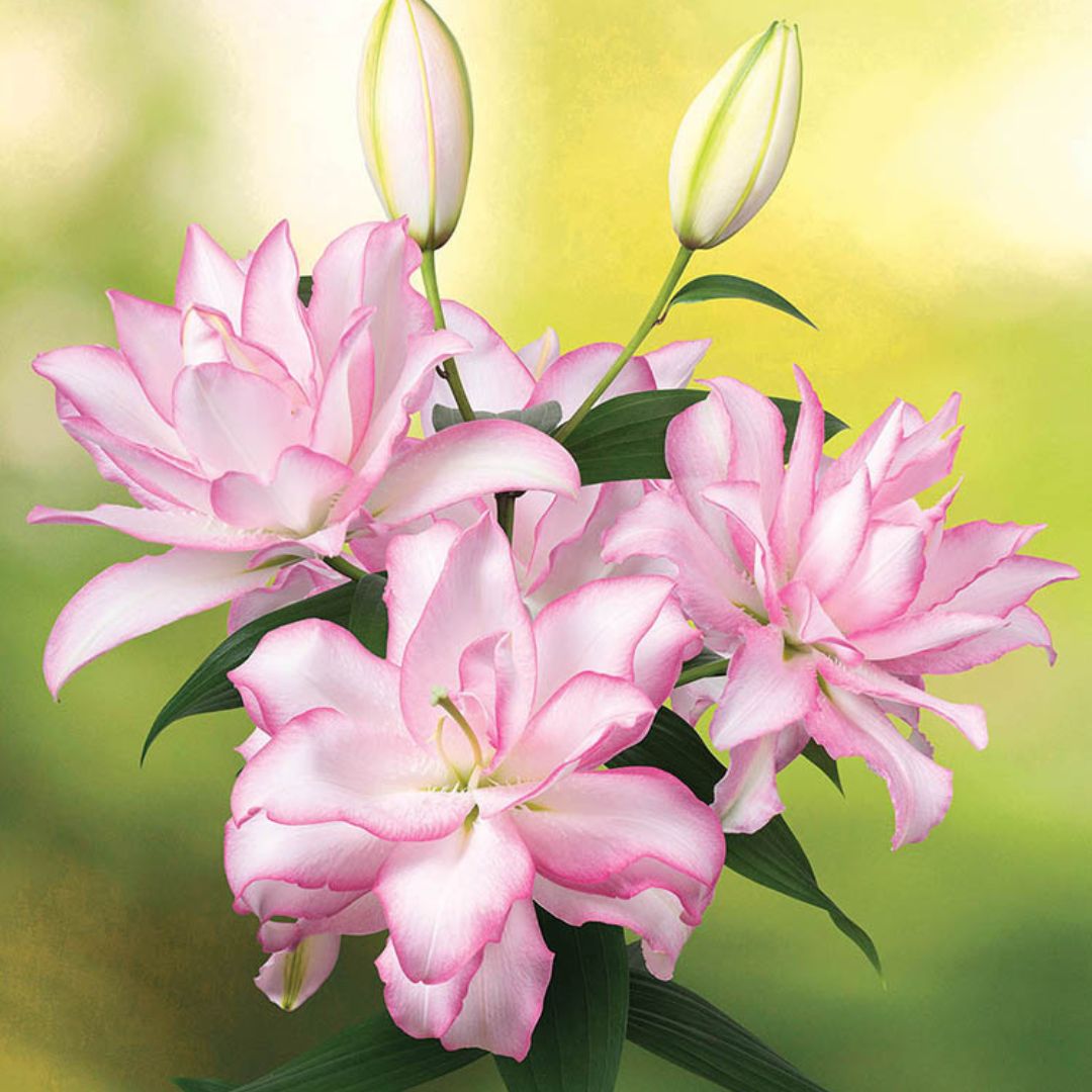 Pollen-Free Lilies – Wildwood Outdoor Living