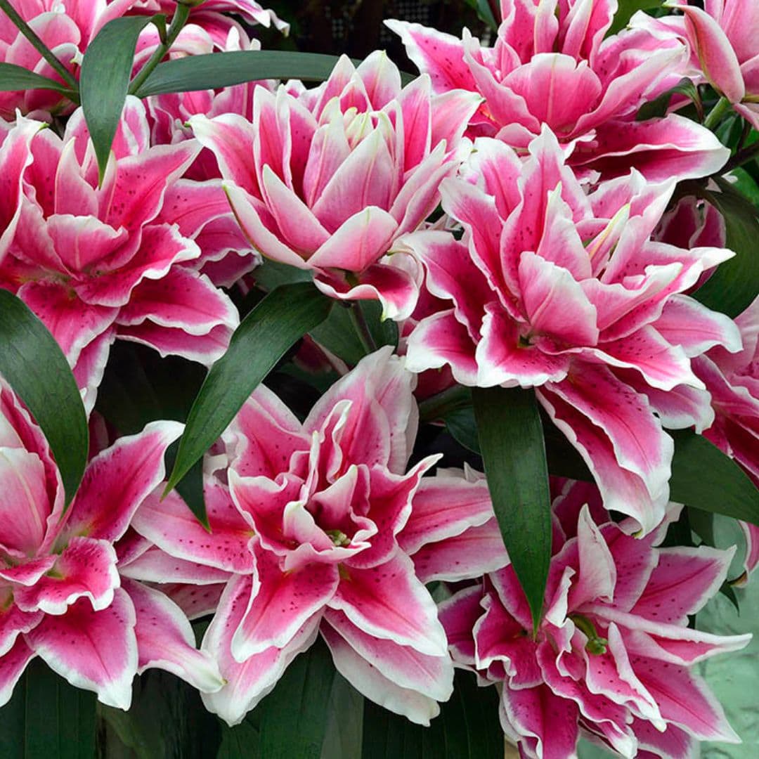 Lilly.rose様 Roselily 'Zeta' (Double Oriental Lily, Lilium, Lily Div VII)