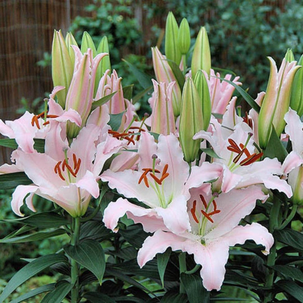 Lily, Patio Oriental - Sunny Bonaire