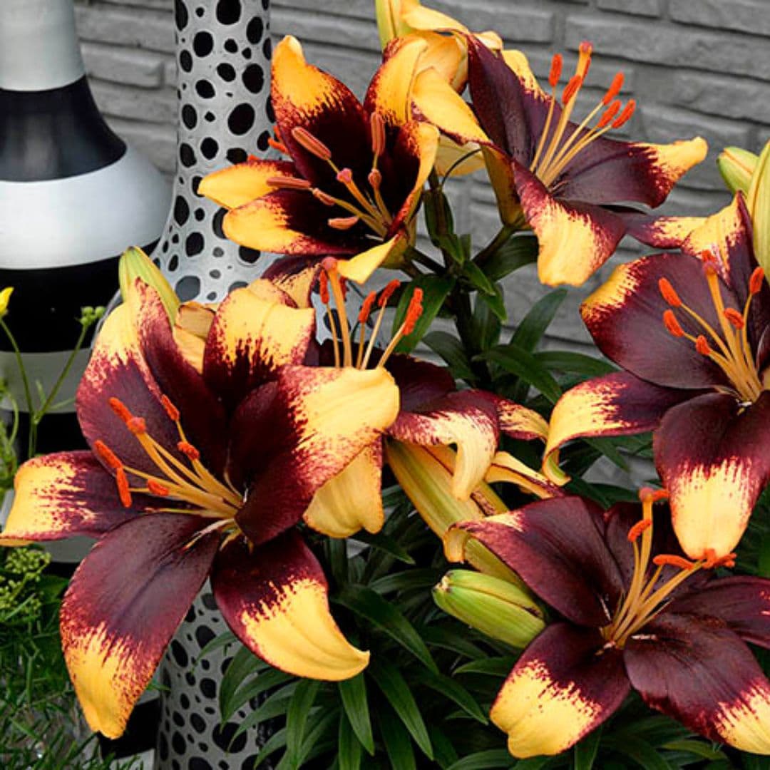 Lily, Patio Asiatic - Tiny Epic, 3 Pack