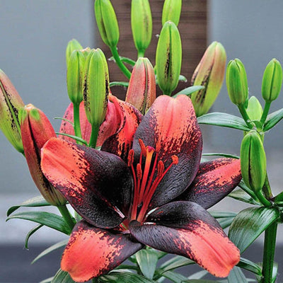 Lily, Patio Asiatic - Tiny Shadow, 3 Pack